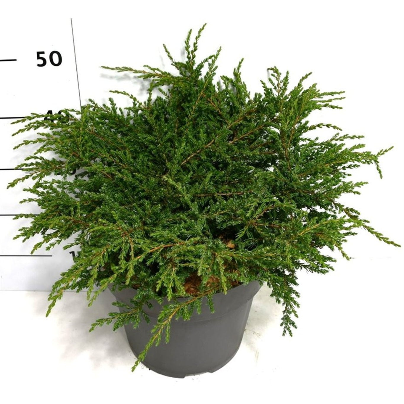 En – Juniperus communis &