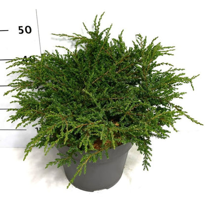 En – Juniperus communis &