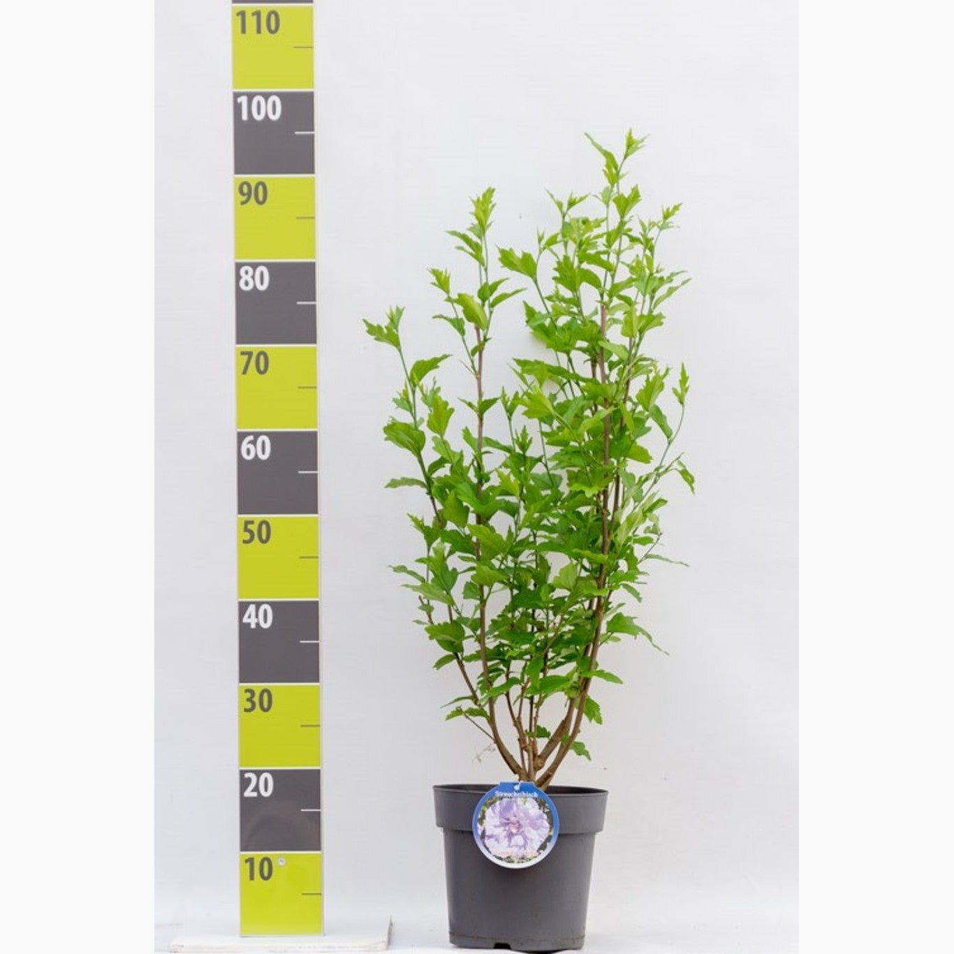 Hibiskus – Hibiscus syriacus 'Lavender Chiffon' - C7.5 60-80 CM