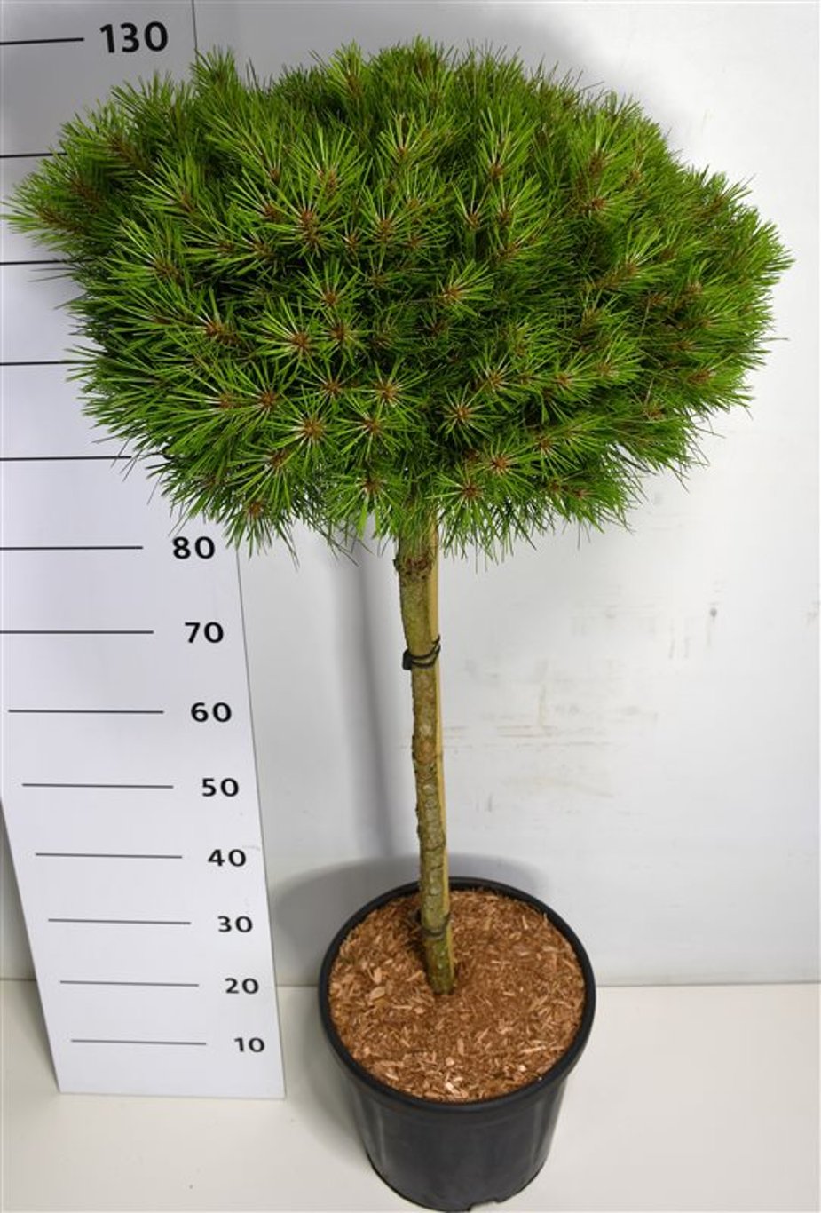 Svarttall – Pinus nigra &