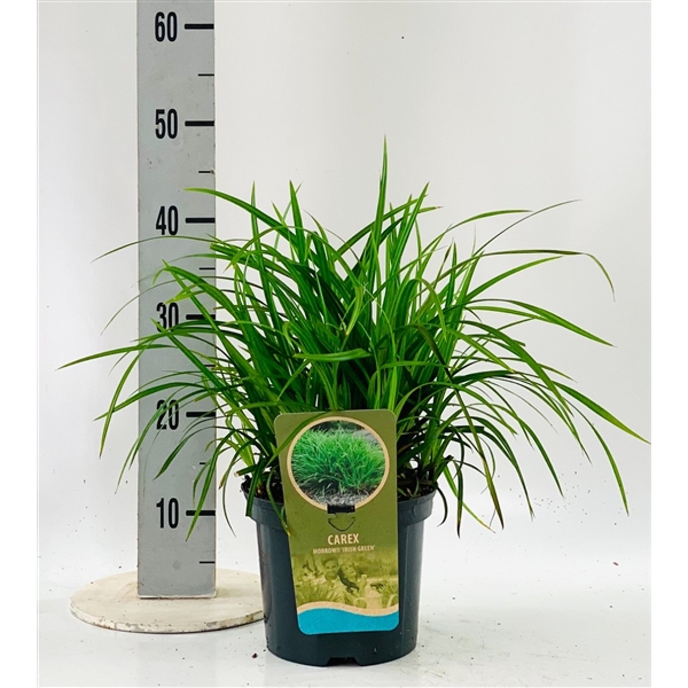 Starr – Carex morrowii 'Irish Green' - C3