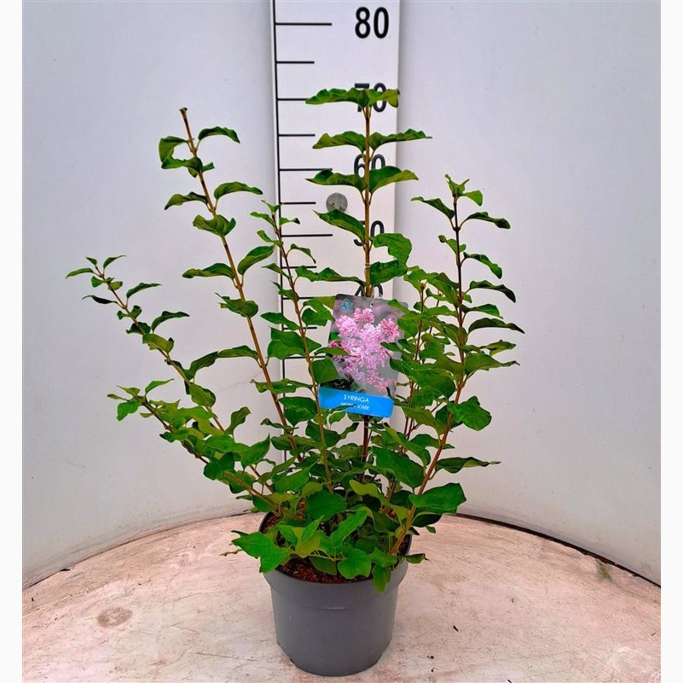 Syren – Syringa 'Josée' - C4 40-50 CM