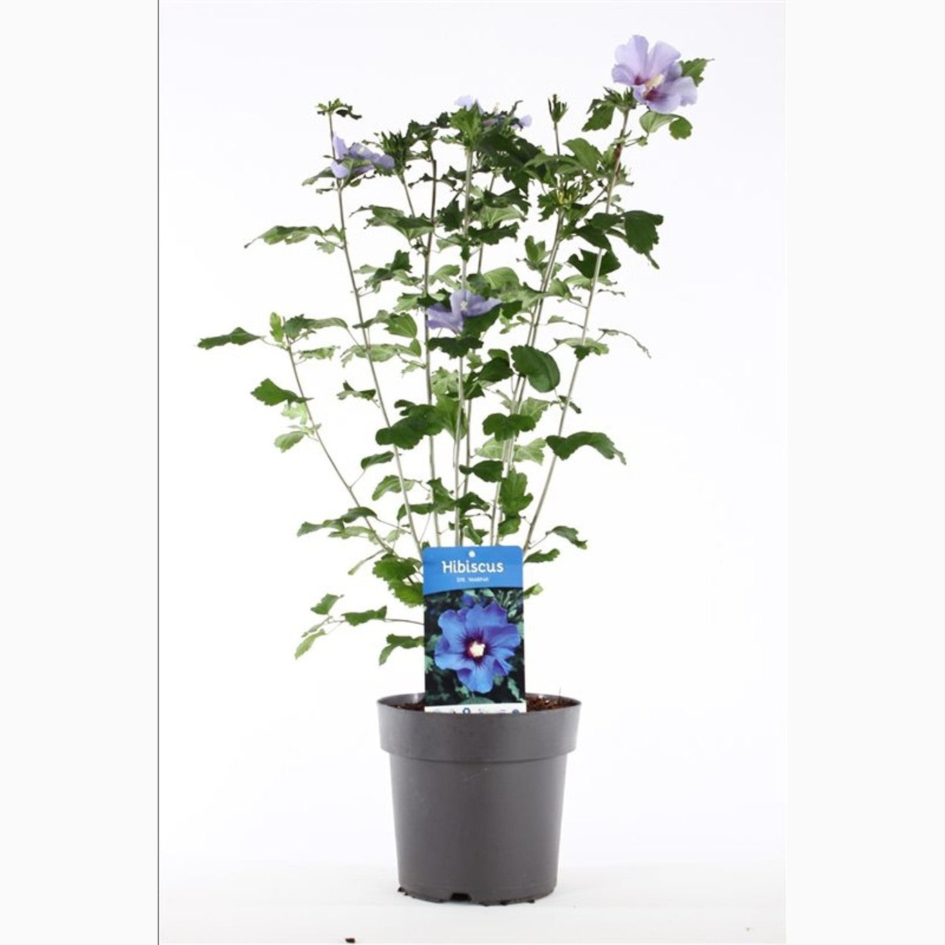 Hibiskus – Hibiscus syriacus 'Marina' - C5