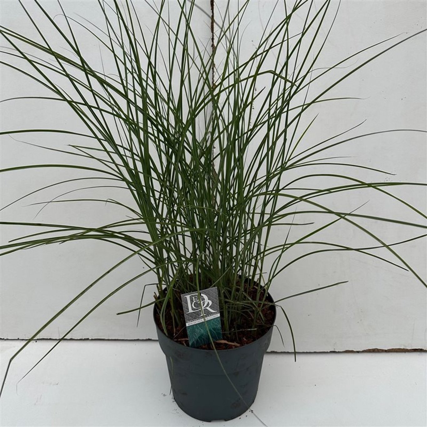 Glansmiskantus – Miscanthus sinensis 'Gracillimus' - C10