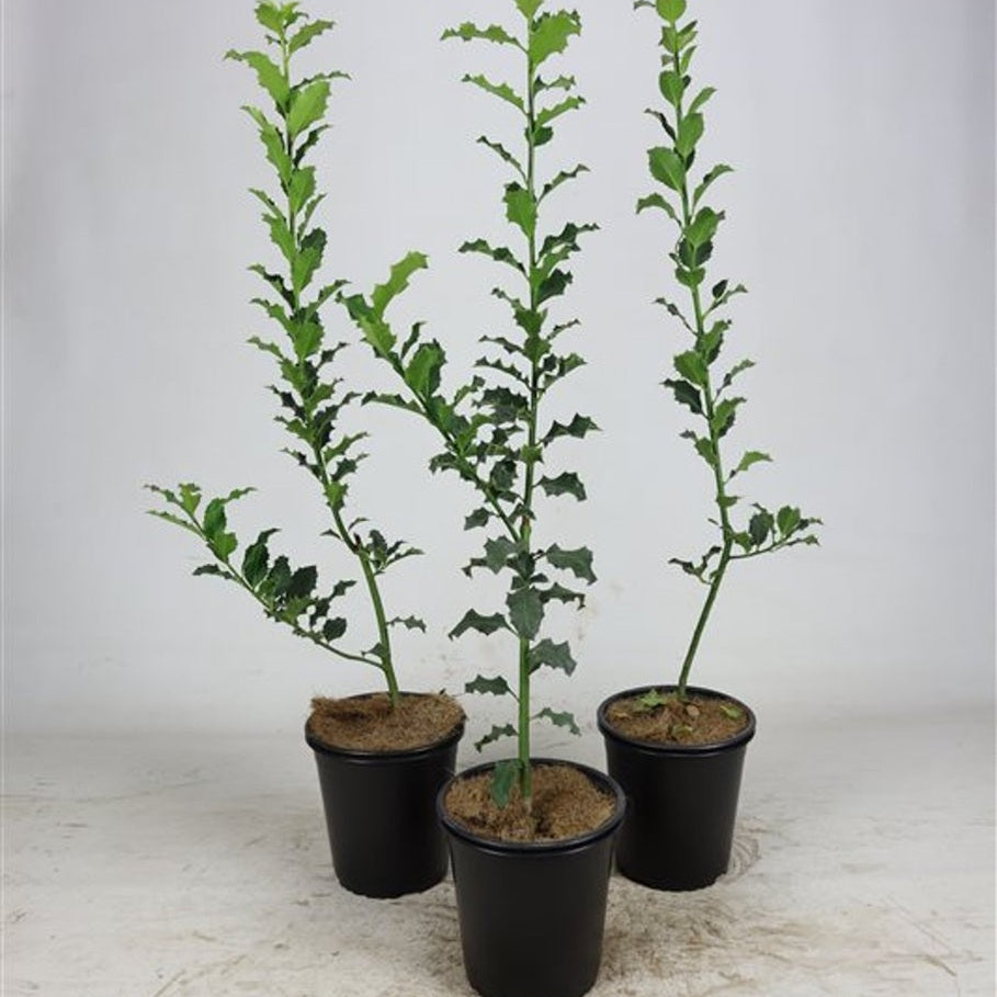 Järnek – Ilex aquifolium - C3.5 60-80 CM