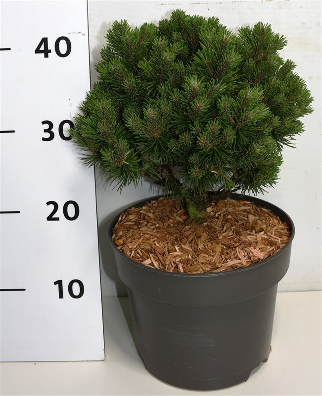 Bergtall – Pinus mugo &