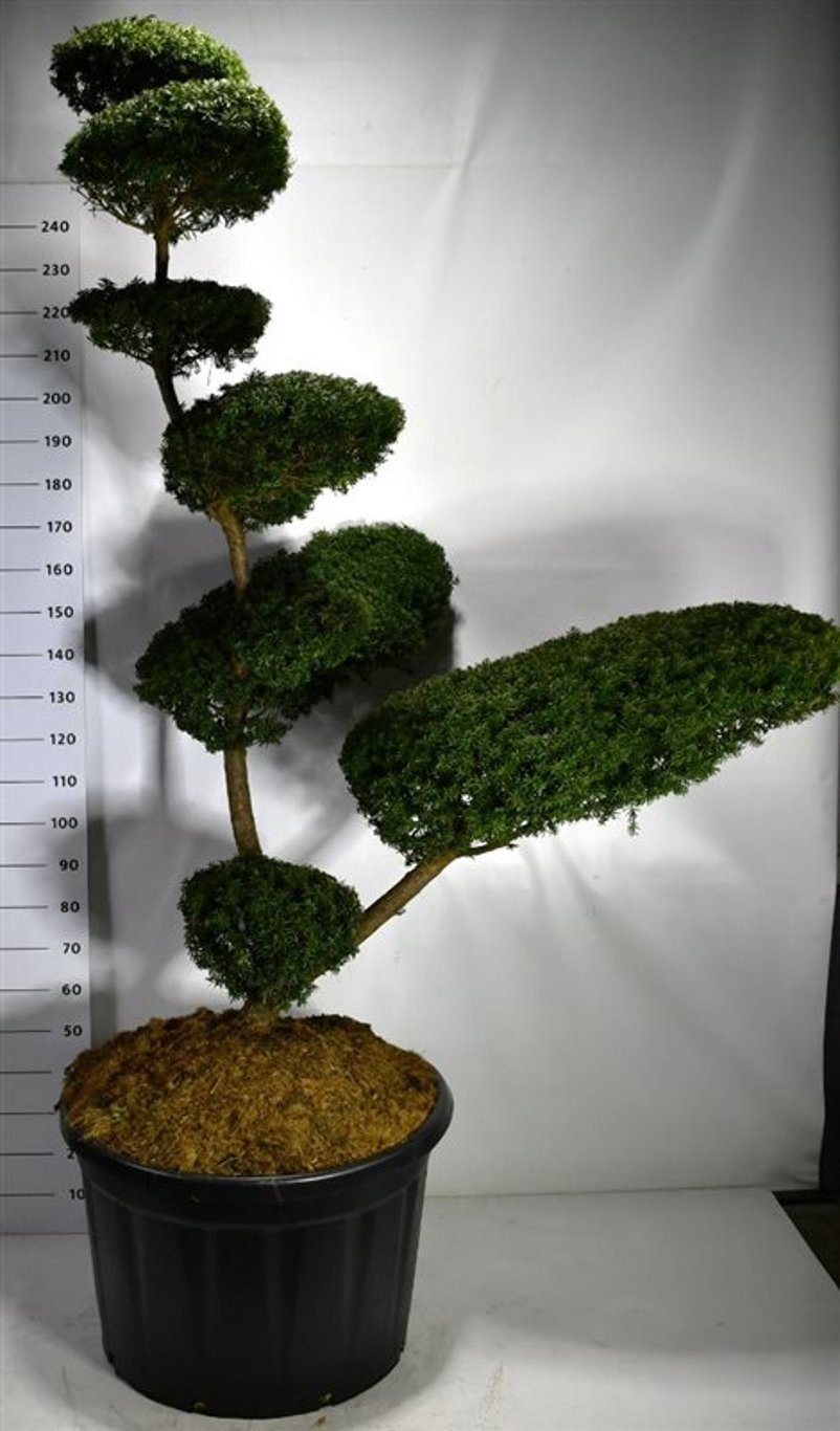 Japansk idegran – Taxus cuspidata - C230 180-200 cm. Bonsai