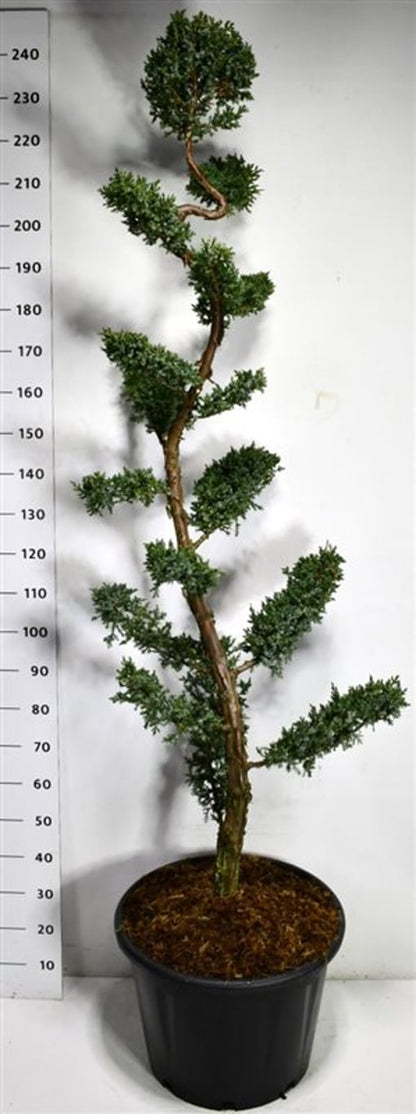 Kinesisk en – Juniperus chinensis &