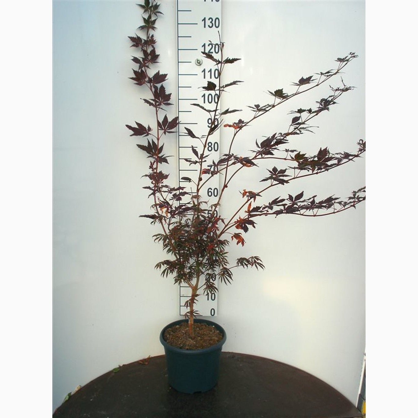 Japansk lönn – Acer pal. 'Trompenburg' - C10 80-100 CM