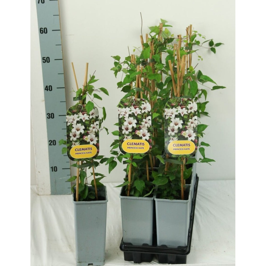 Klematis – Clematis Princess Kate - C2 50-60 CM 3 Stick