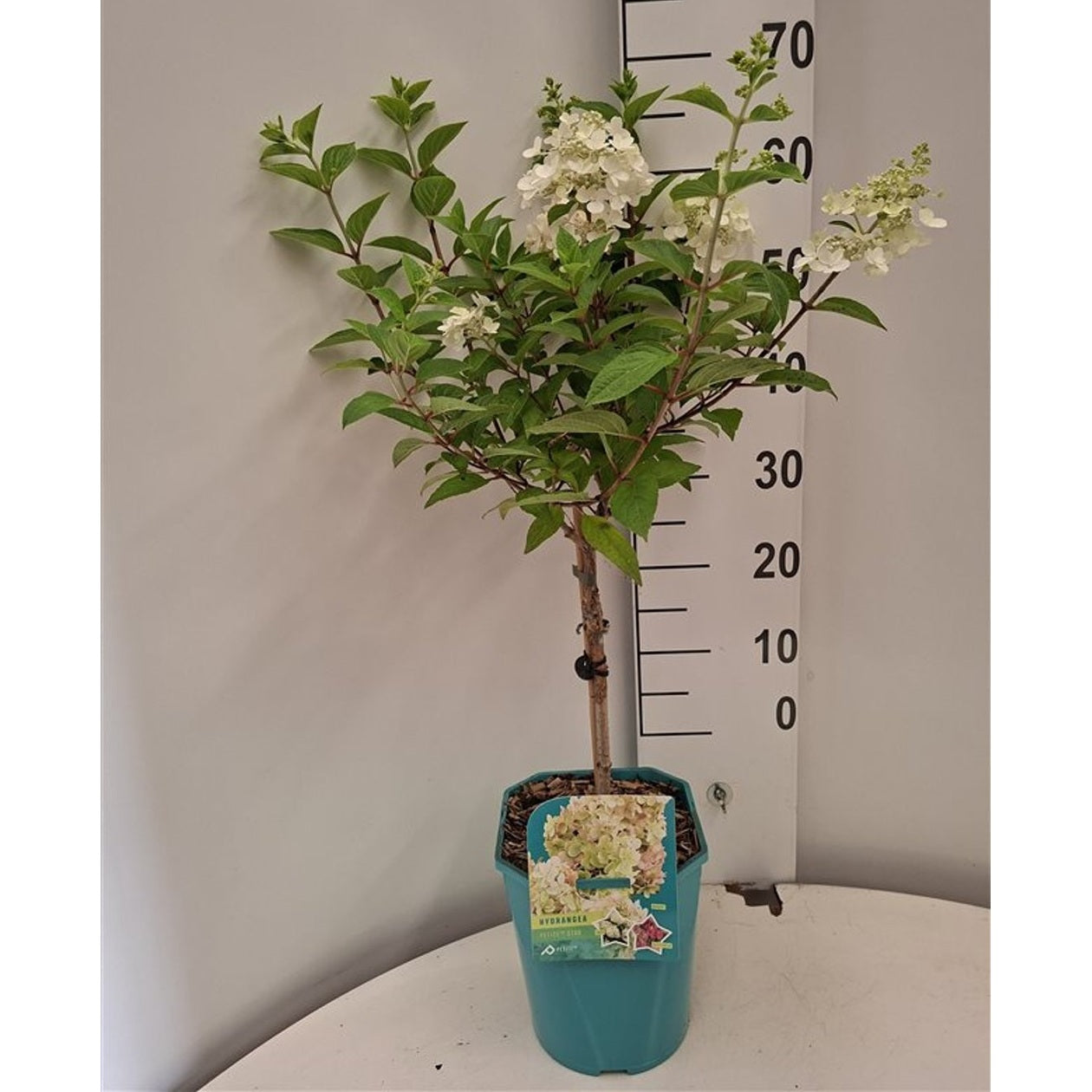 Syrenhortensia – Hydrangea paniculata 'Petite Star' - 25 CM Stem C4
