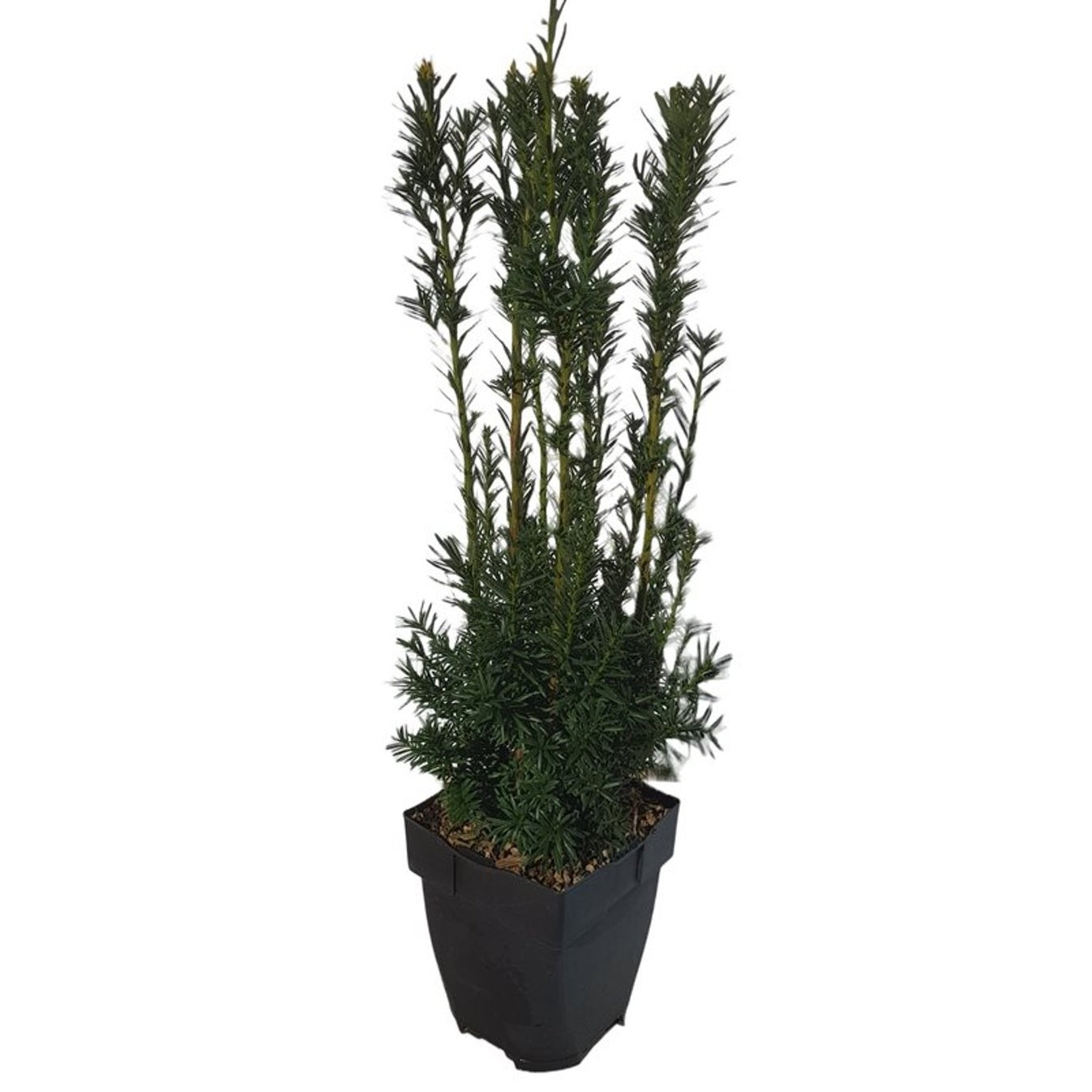Hybrididegran – Taxus media 'Hicksii' - C2 55-60 CM