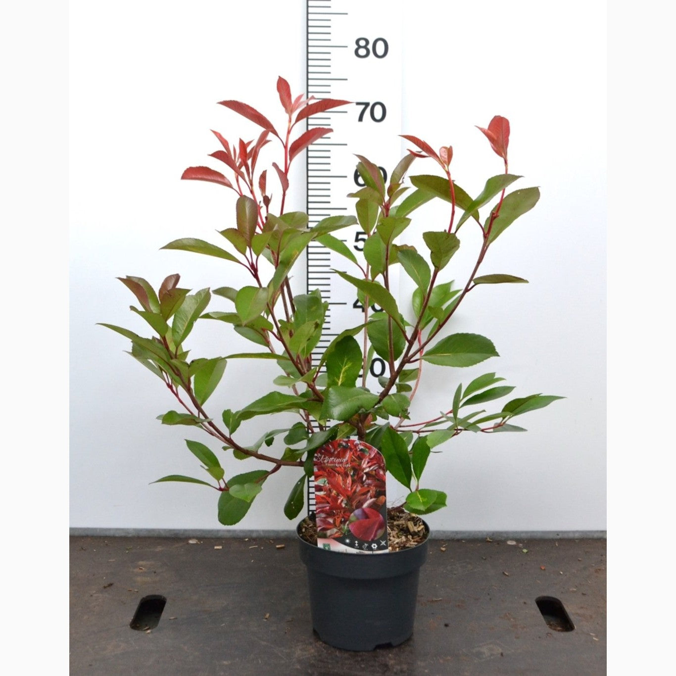 Fotinia – Photinia fraseri 'Red Light' ® - C3 20-40 CM