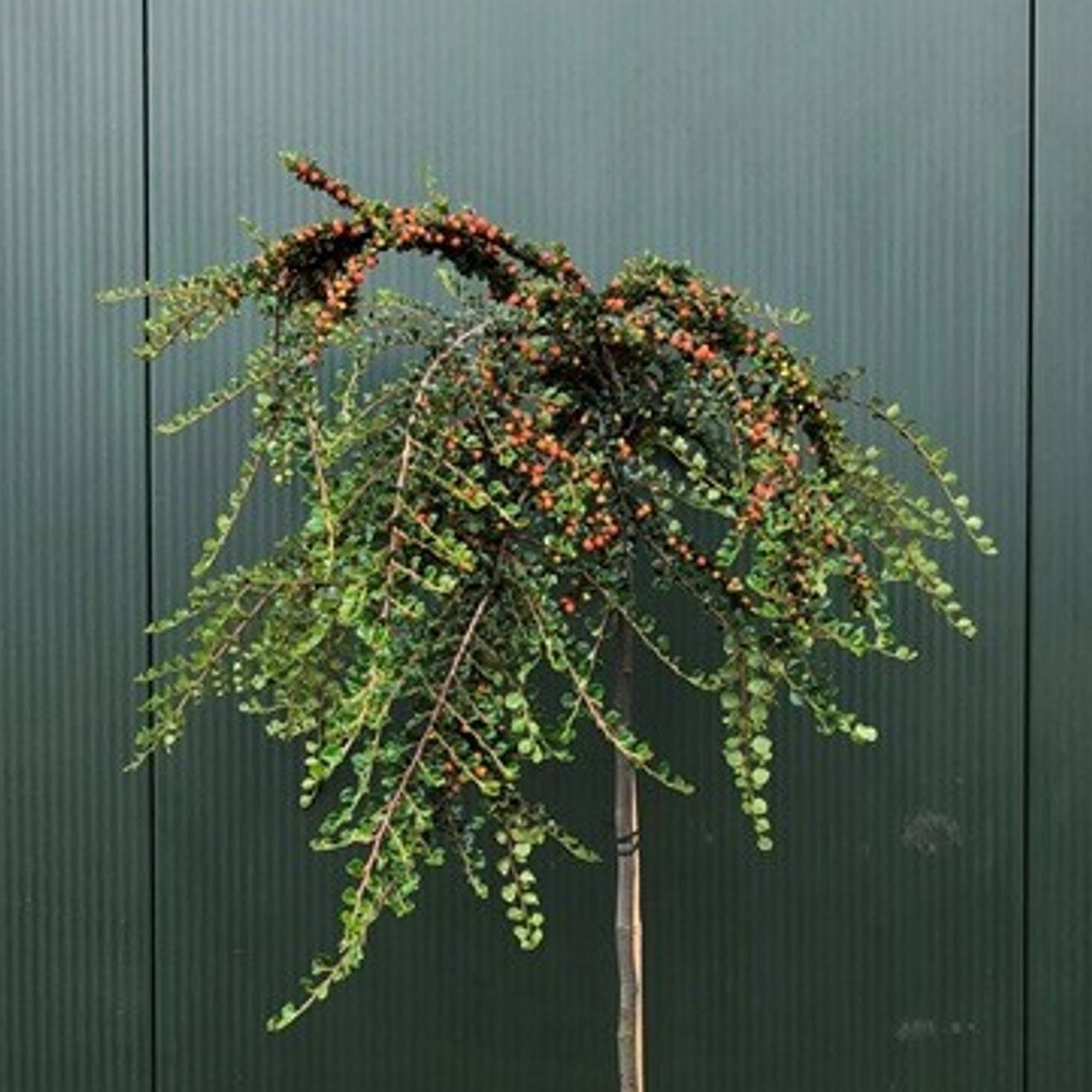 Krypoxbär – Cotoneaster apiculatus 'Blackburn' - 120 CM Stem C10