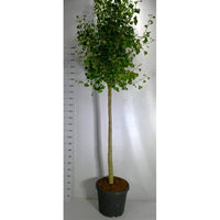 Tempelträd – Ginkgo biloba 'Autumn Gold' - C55 120-140 cm. Stam