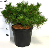 Svarttall – Pinus densiflora 'Jane Kluis' - C13 40-50 cm.