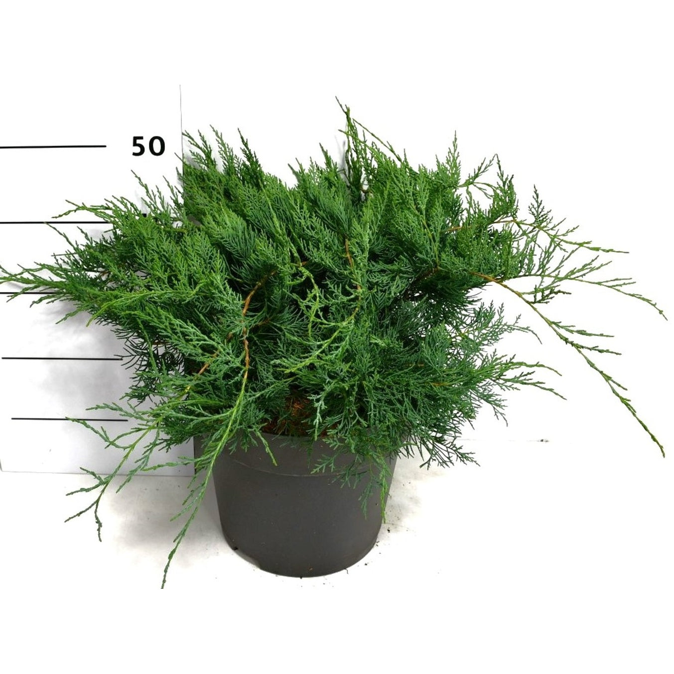 Virginsk en – Juniperus virginiana 'Grey Owl' - C12 50-60 CM