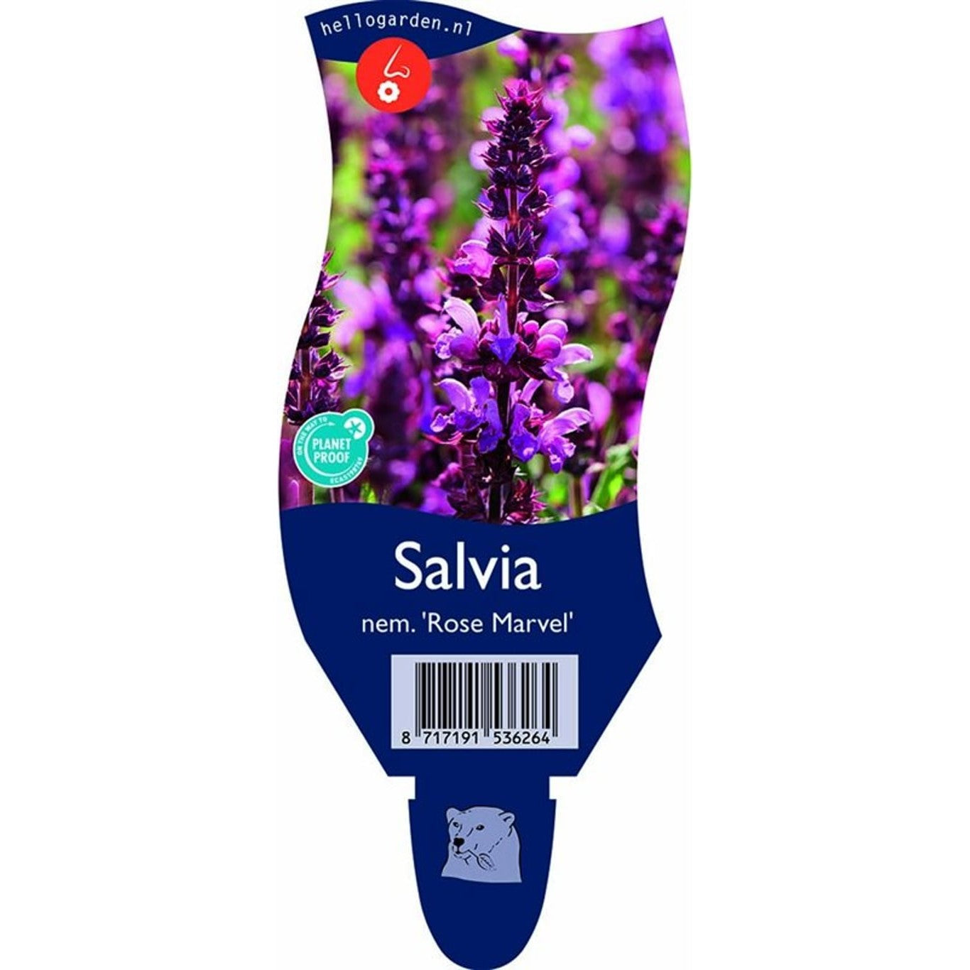 Skogssalvia – Salvia sylvestris 'Rose Marvel' - P11