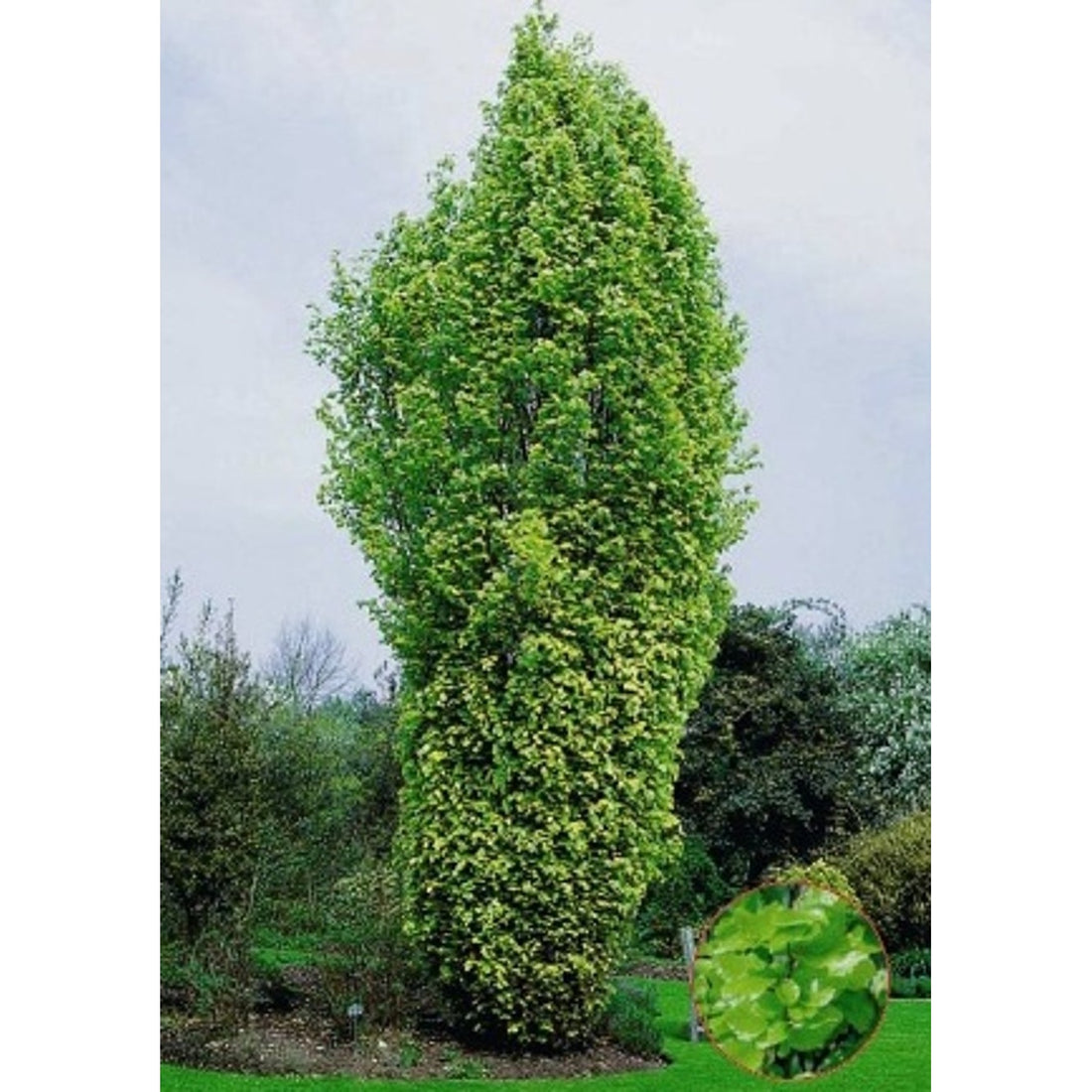 Blodbok – Fagus sylvatica &