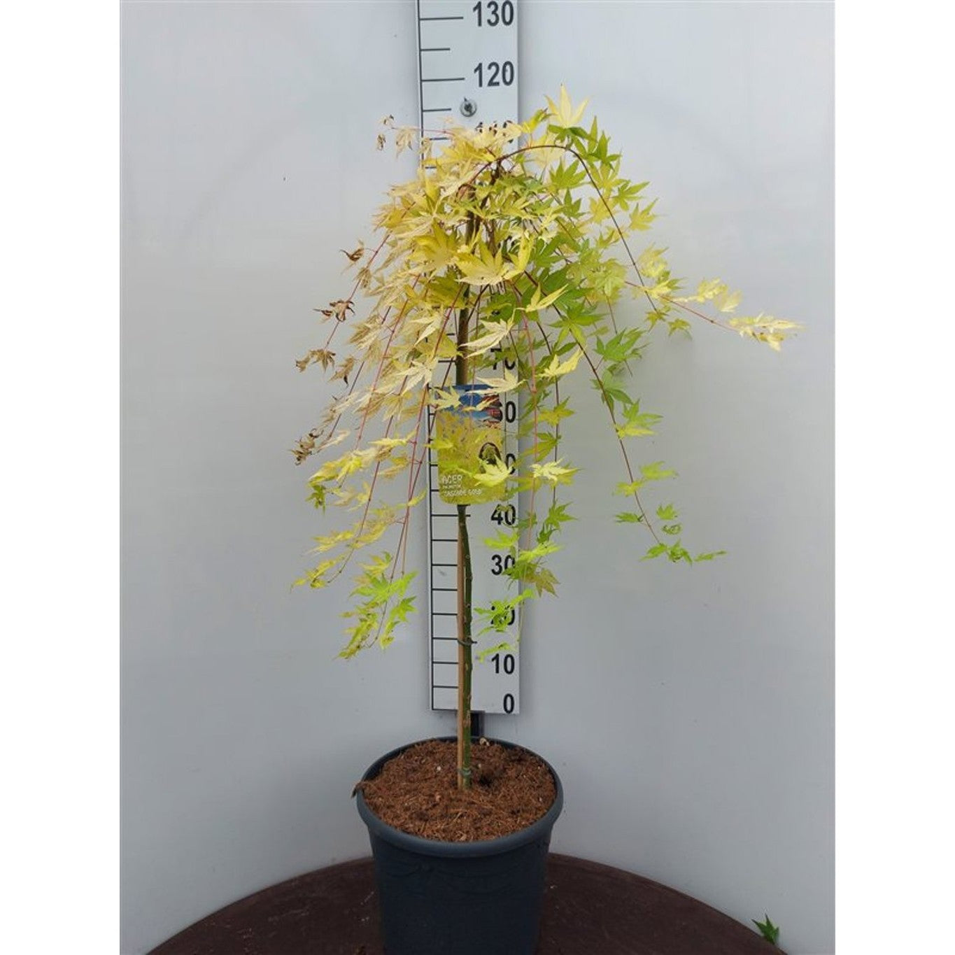 Japansk lönn – Acer pal. 'Cascade Gold' - 90 CM Stem C20