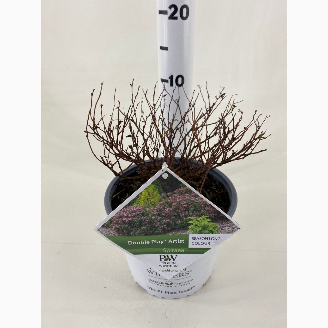 Praktspirea – Spiraea japonica DOUBLE PLAY 'Artist'® - C3 20-30 CM