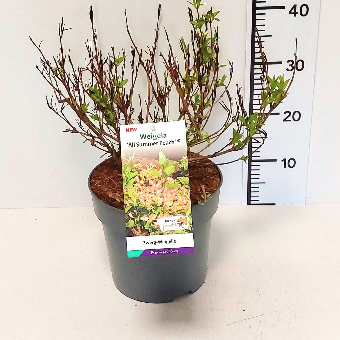 Praktweigela – Weigela 'All Summer Peach'® - C5 30-40 CM