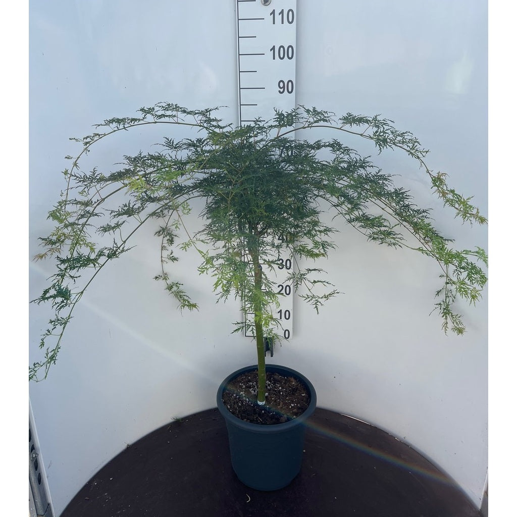 Japansk lönn – Acer pal. 'Emerald Lace' - 50 CM Stem C15