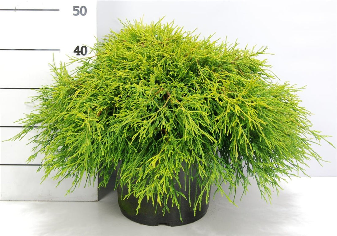 Ädelcypress – Chamaecyparis pisifera &