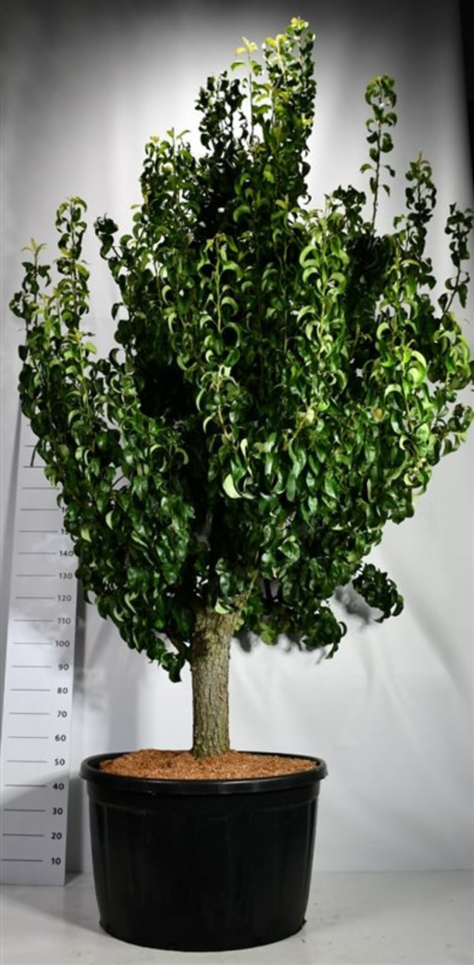 Päron – Pyrus communis &