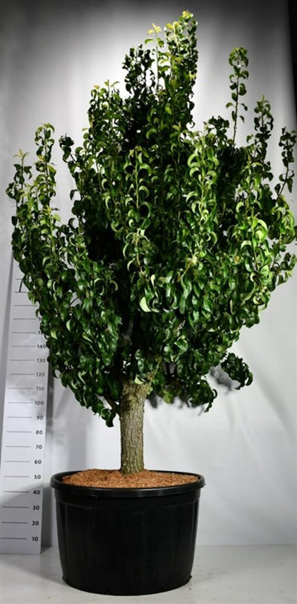 Päron – Pyrus communis &