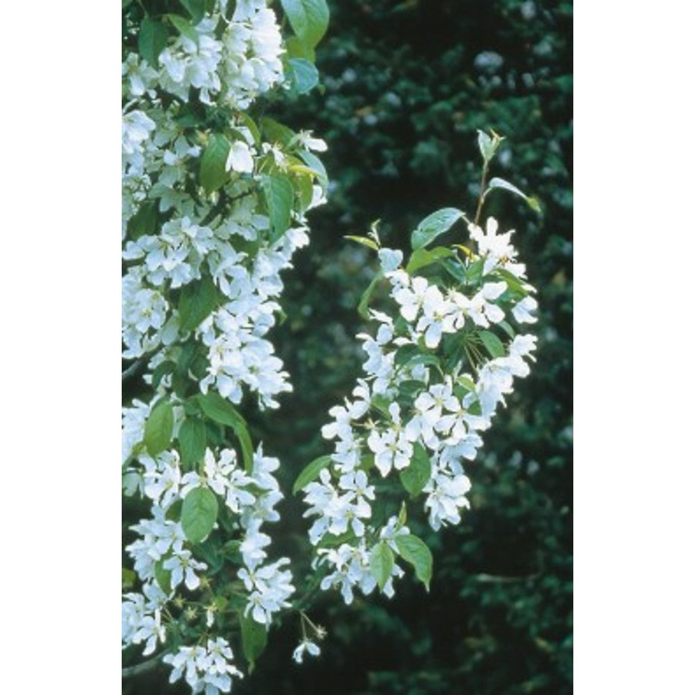 Sibirisk apel – Malus baccata 'Street Parade' - 6/8 in Cont HO/ST