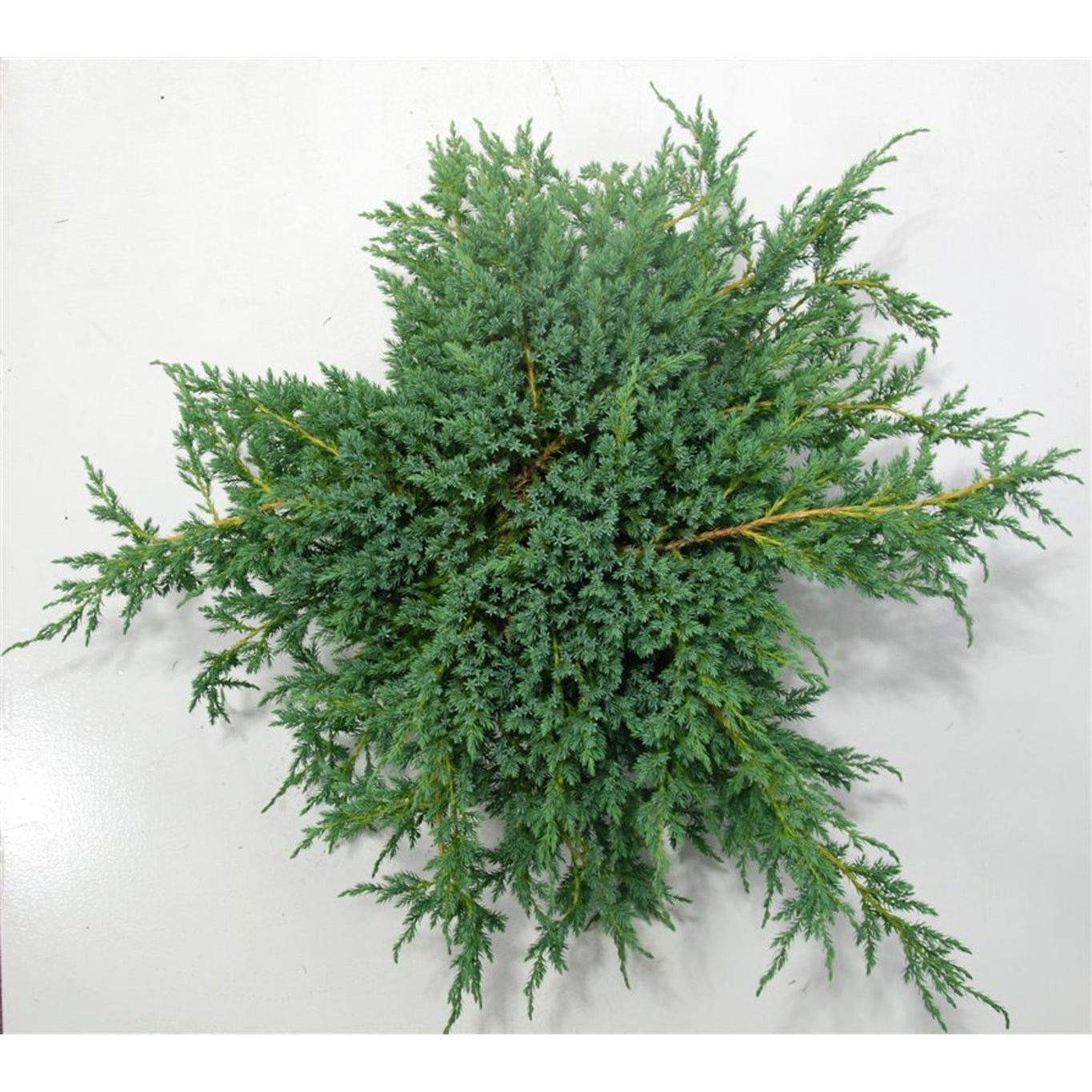Himalaya-en – Juniperus squamata 'Blue Carpet' - C12 70-80 cm.
