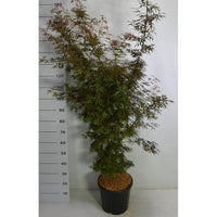 Japansk lönn – Acer palmatum 'Jerre Schwartz' - C18 125-150 cm.