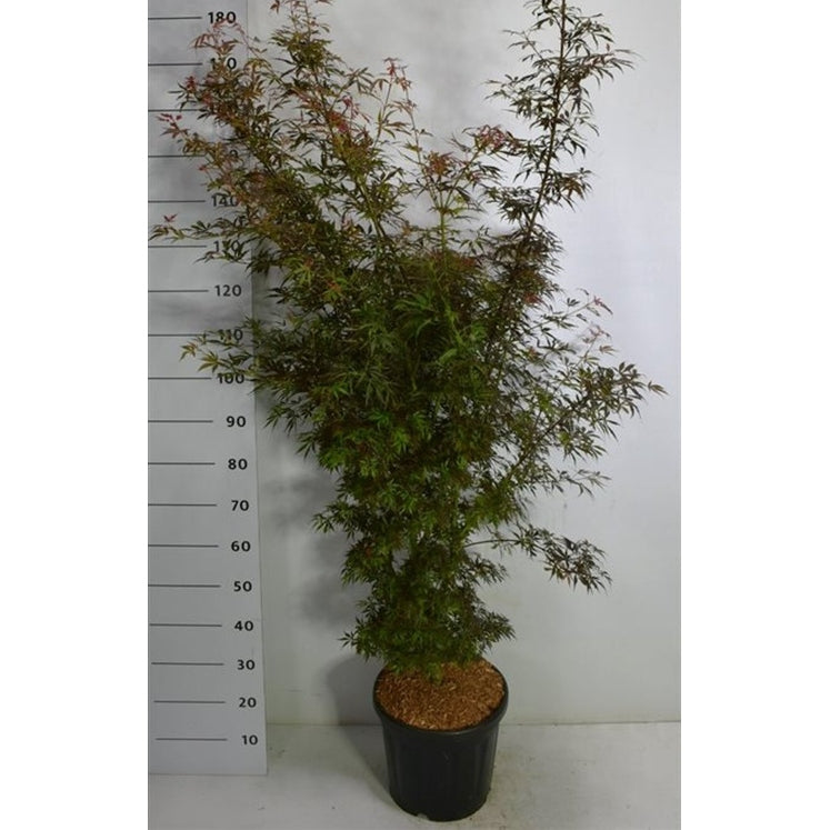 Japansk lönn – Acer palmatum 'Jerre Schwartz' - C18 125-150 cm.