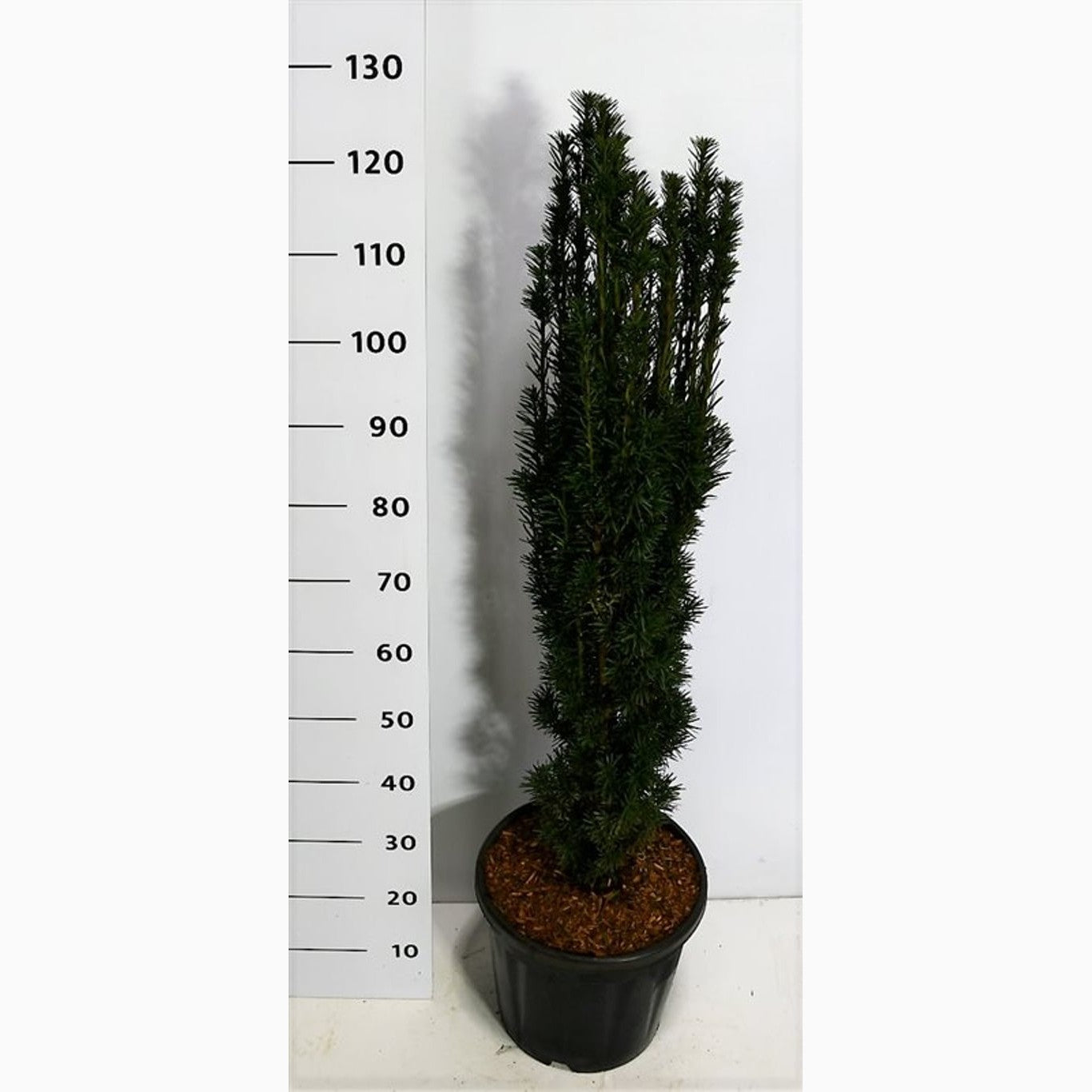 Idegran – Taxus baccata 'Fastigiata Robusta' - C20 80-100 CM