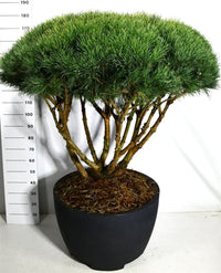Tall – Pinus sylvestris 'Watereri' - C200 Decopot 100-125 cm. Parasol