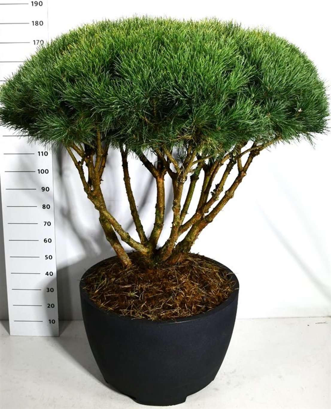 Tall – Pinus sylvestris 'Watereri' - C200 Decopot 100-125 cm. Parasol