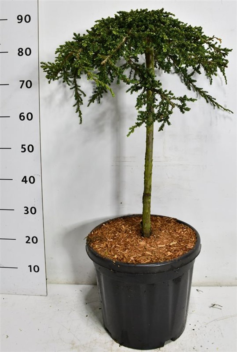 En – Juniperus communis &