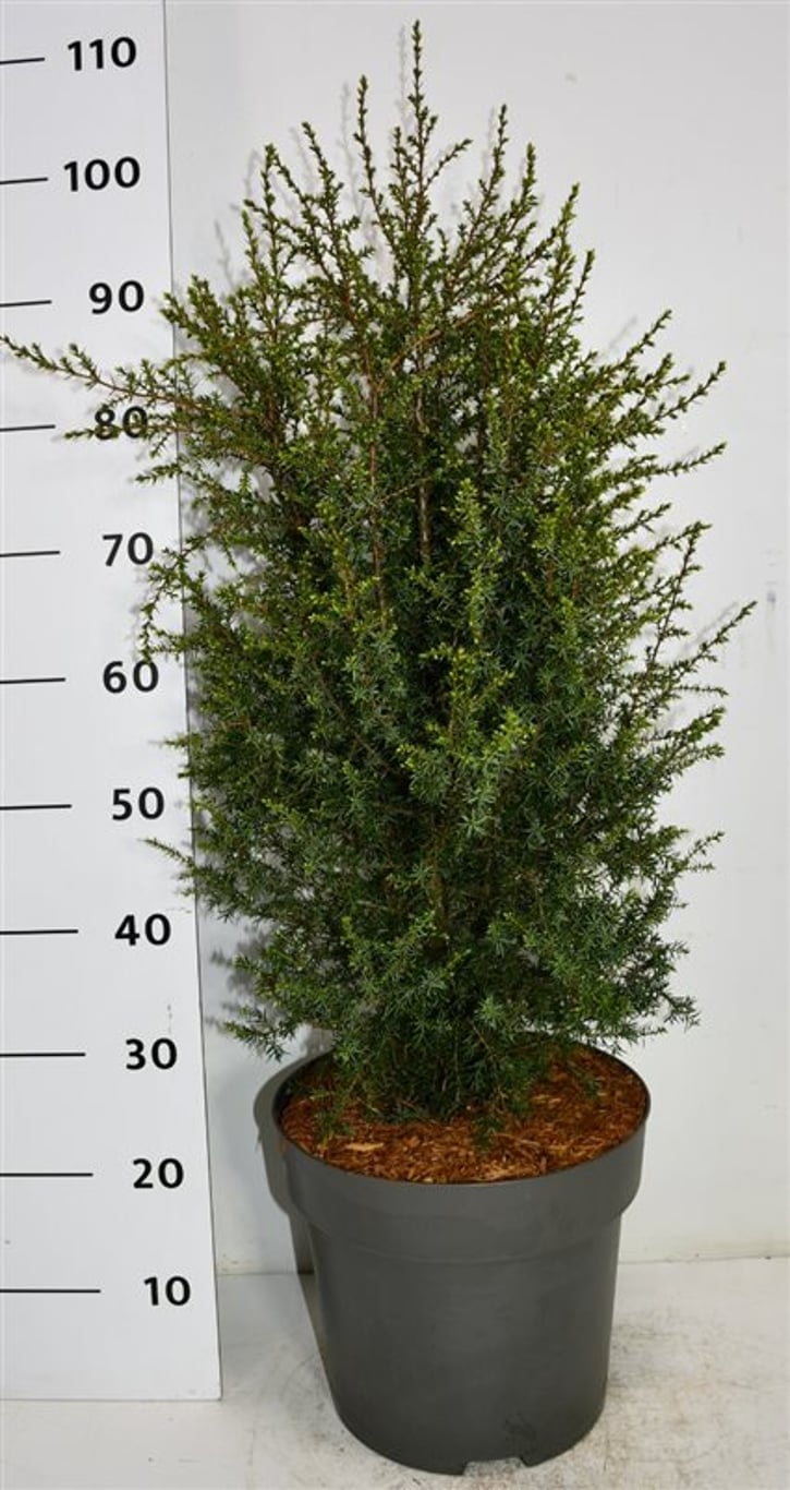 En – Juniperus communis &