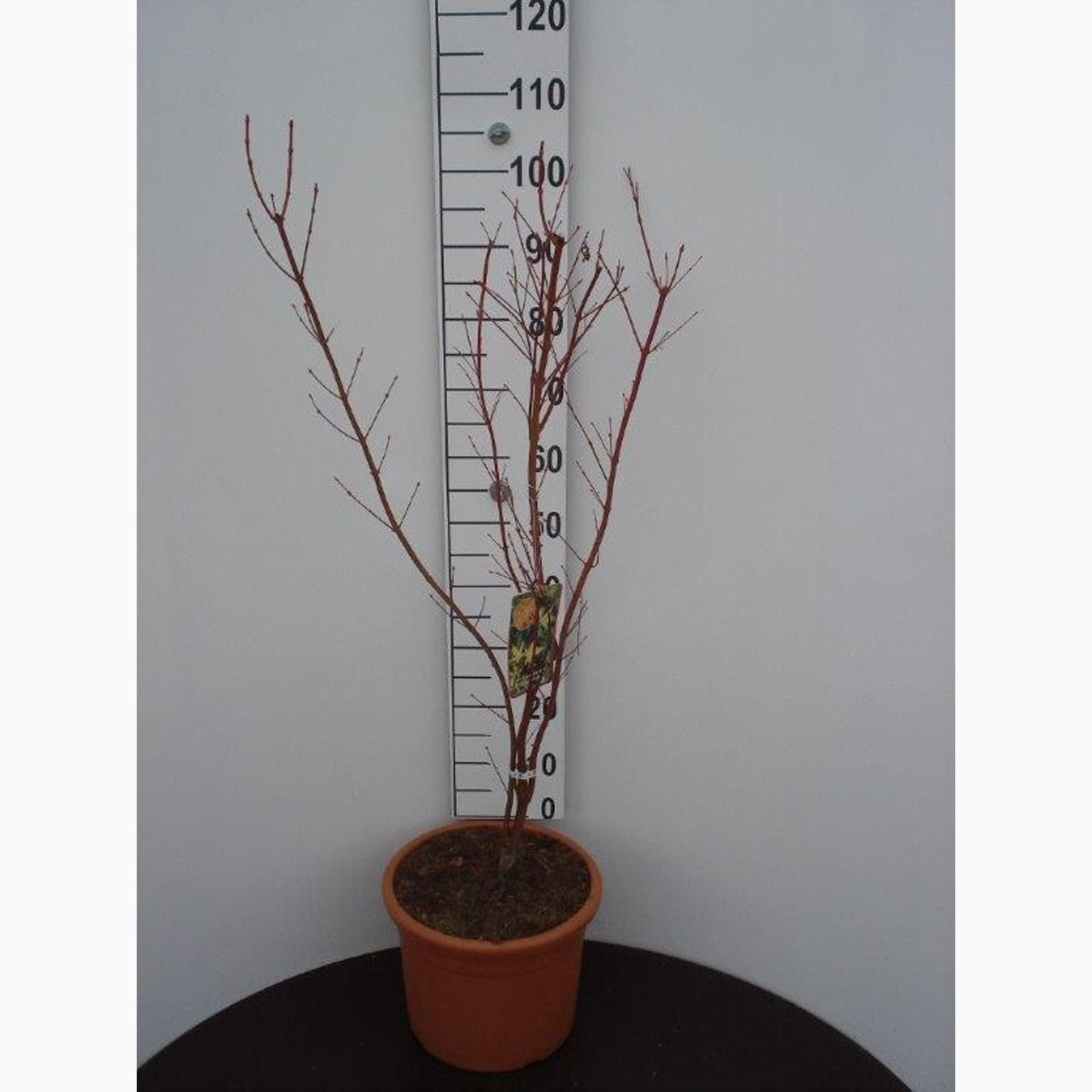 Japansk lönn – Acer pal. 'Sangokaku' - C15 100-125 CM