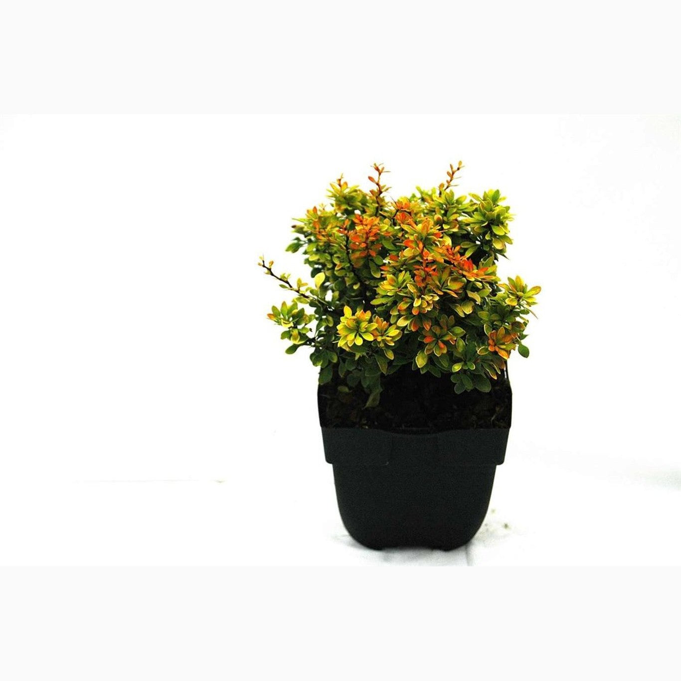 Berberis – Berberis thunb. 'Goldalita' - C2