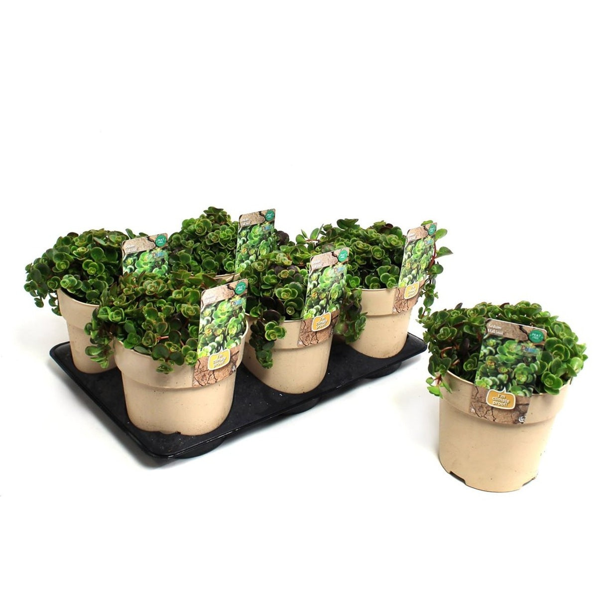 Fetknopp – Sedum makinoi - C1,5