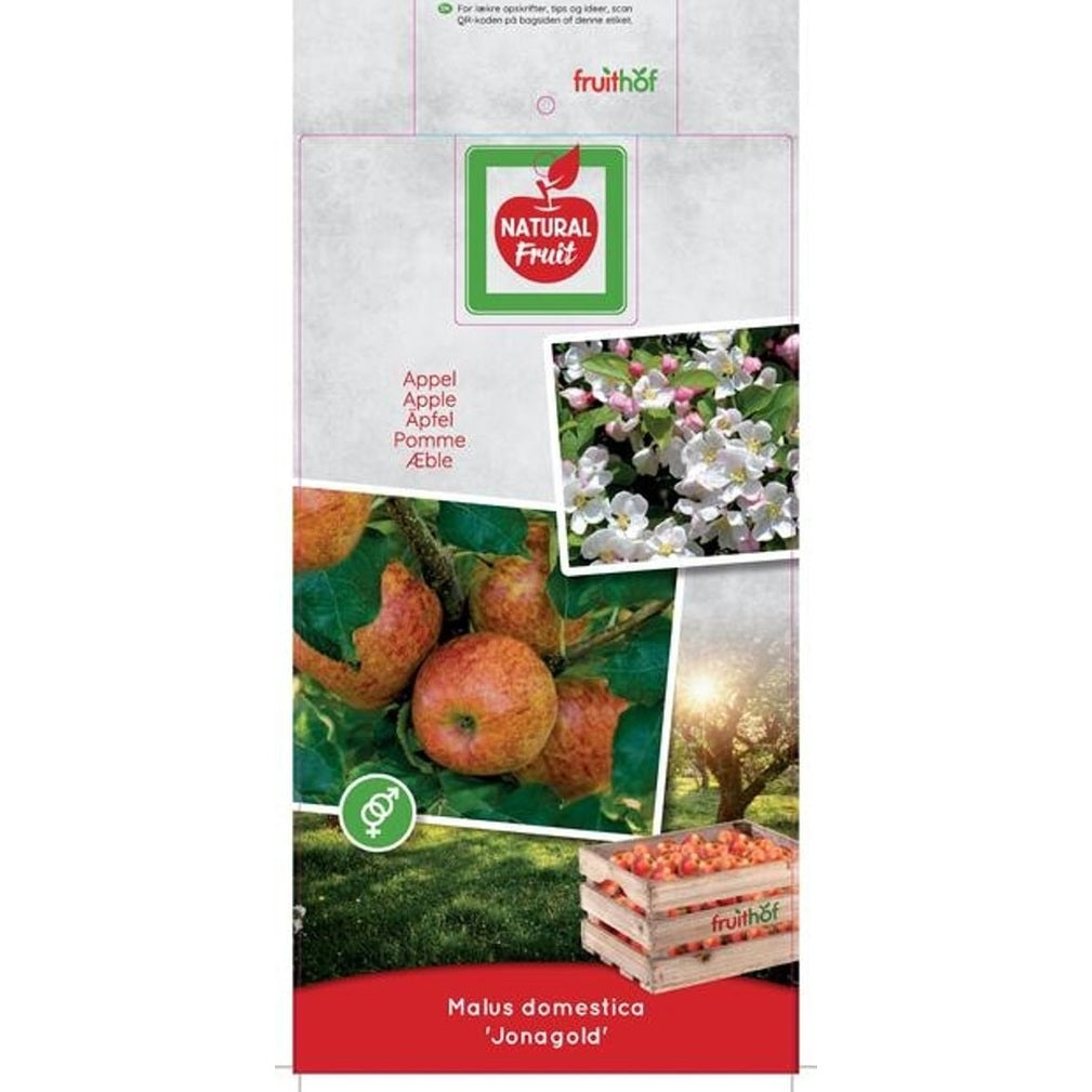 Äpple – Malus domestica 'Jonagold' - C7,5 175-225 CM Halfstem
