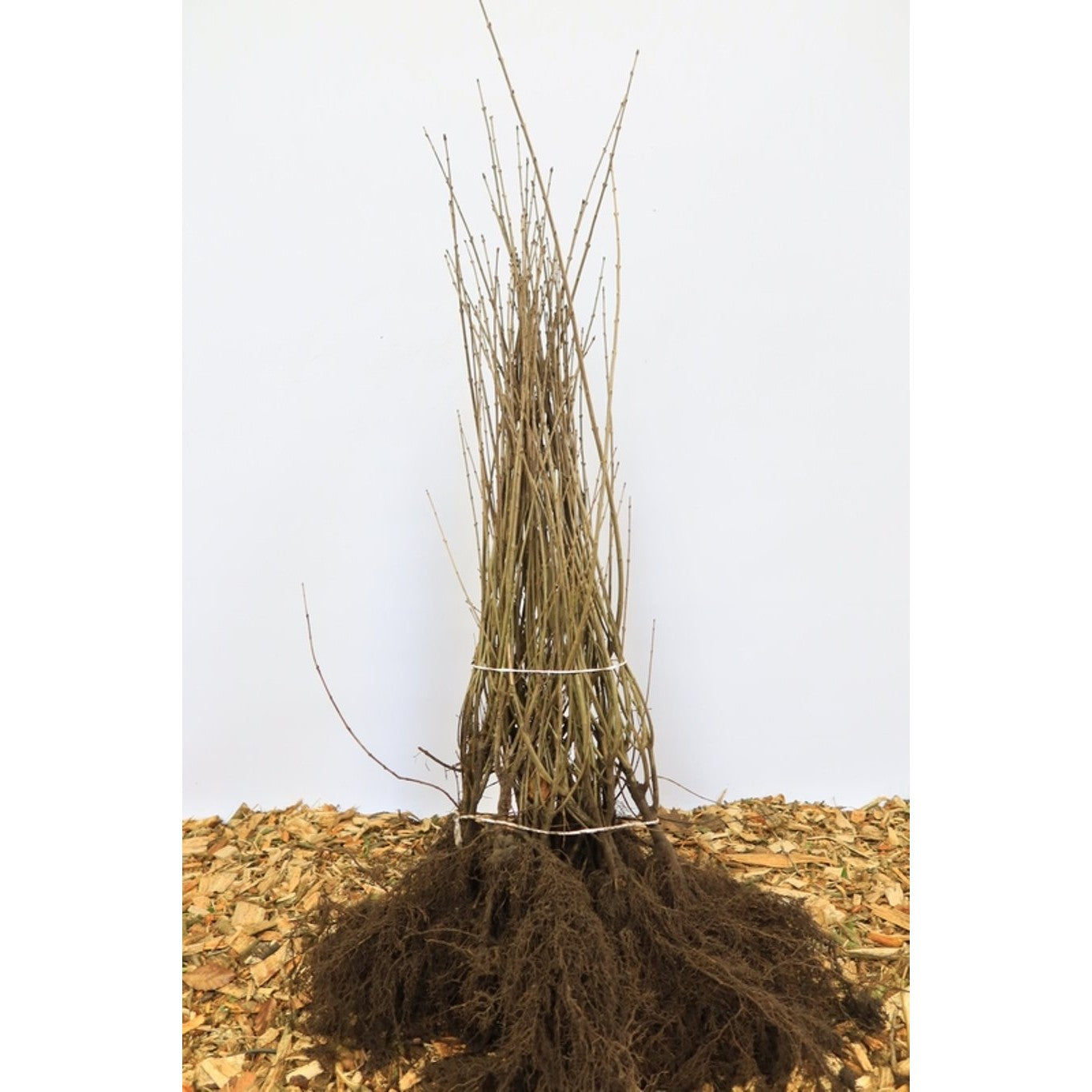 Liguster – Ligustrum vulgare - 60-100 CM bare root 0/2   6-8 branche