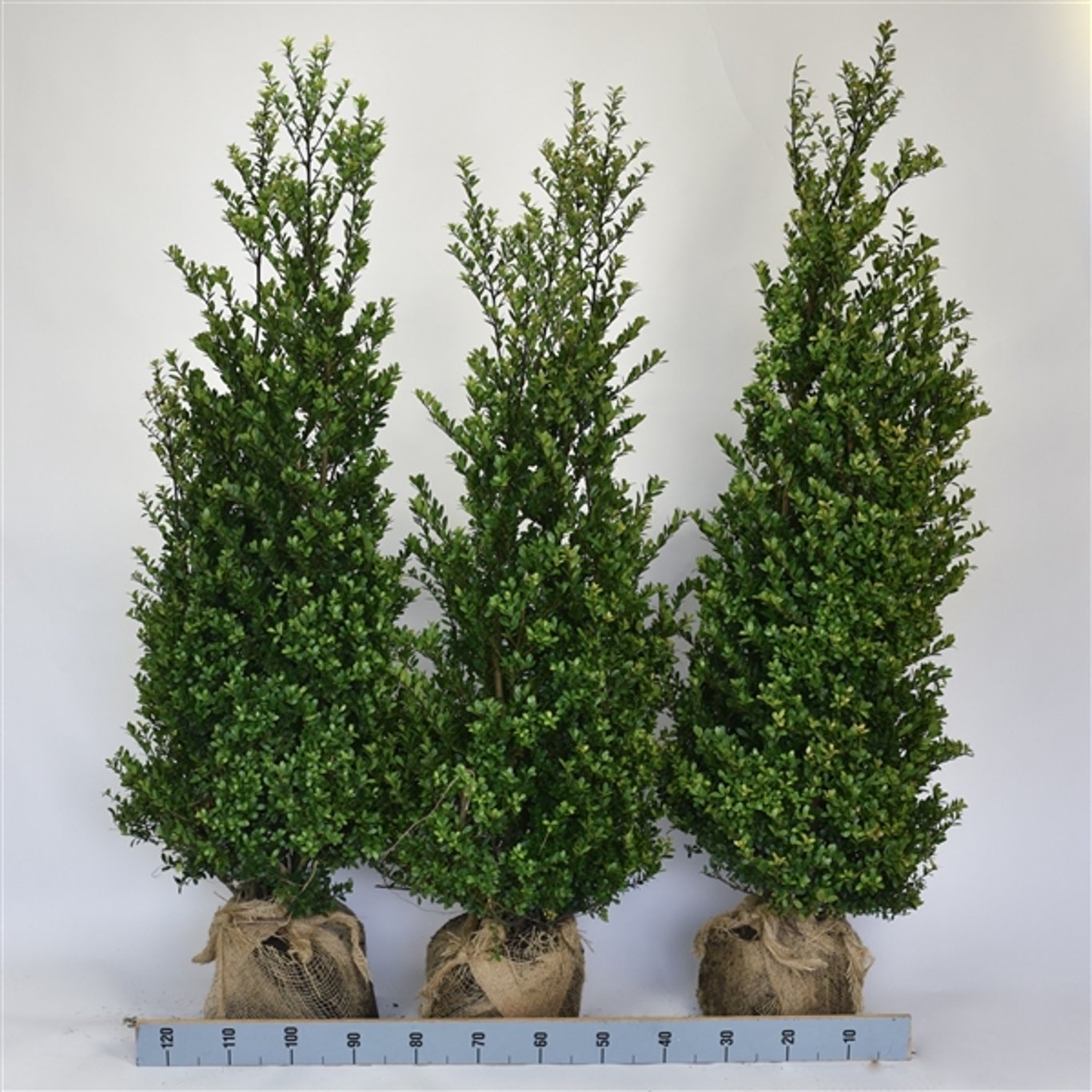 Japansk järnek – Ilex crenata 'Dark Green'® - 125-150 CM RB