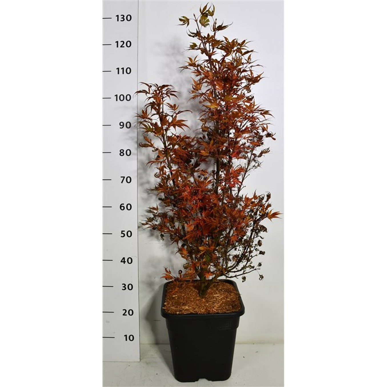 Japansk lönn – Acer palmatum 'Shaina' - C15 80-100 cm.