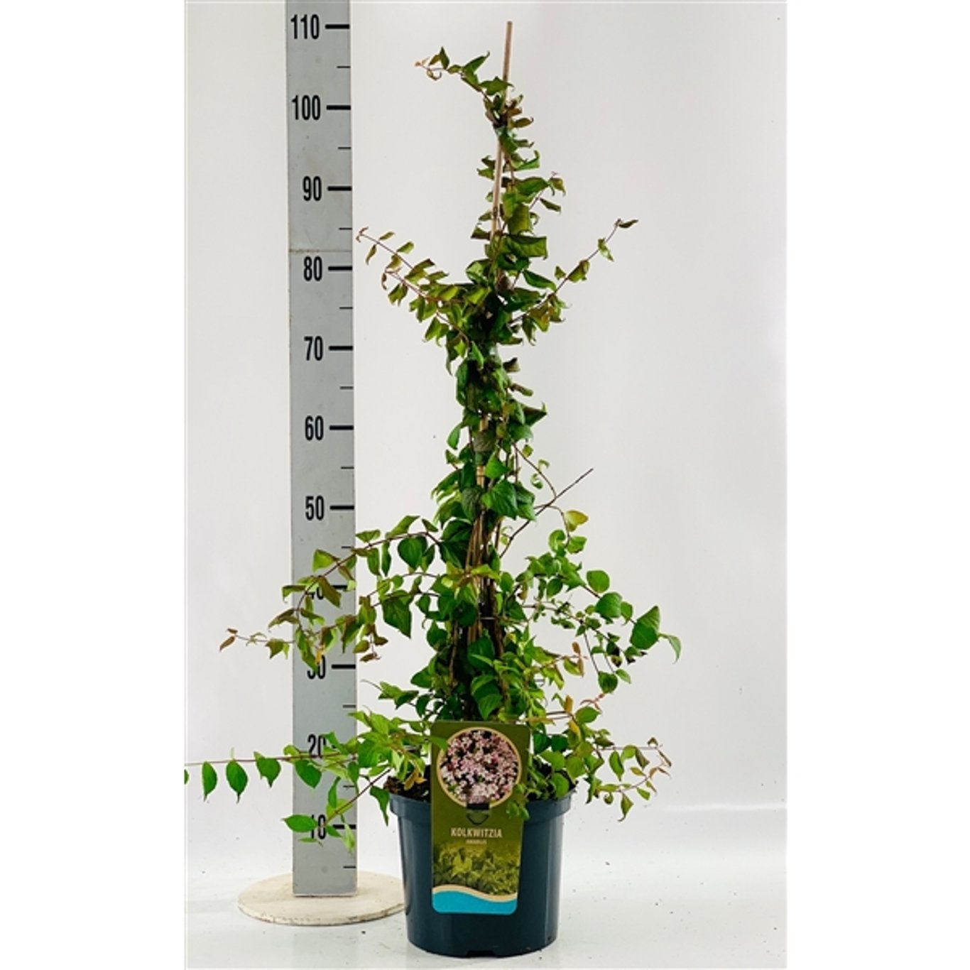 Paradisbuske – Kolkwitzia amabilis - C5 60-80 CM Stick