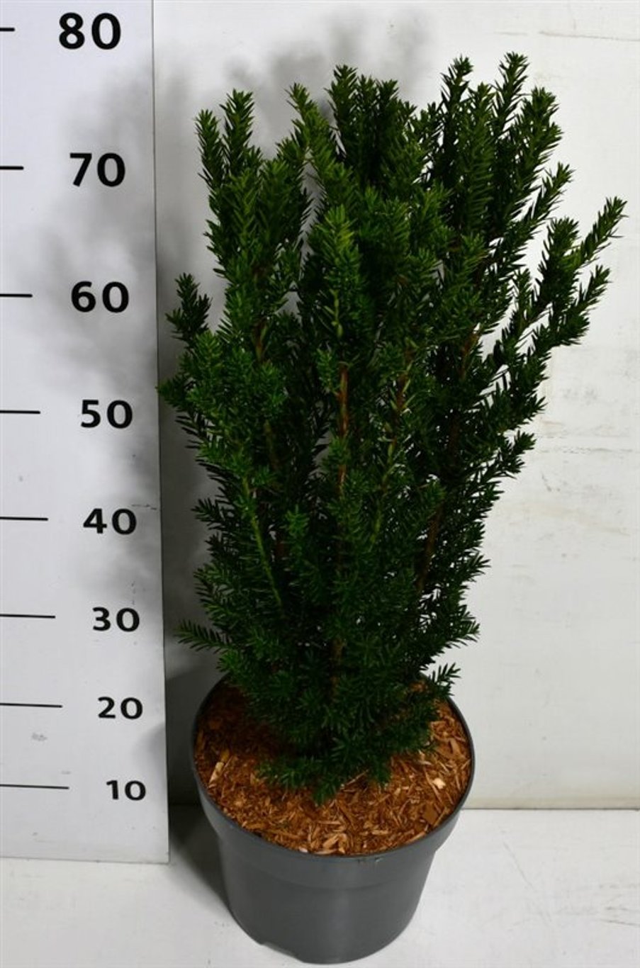 Hybrididegran – Taxus media &