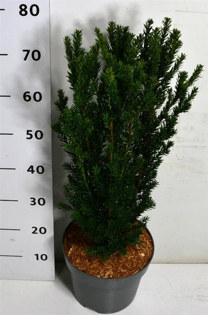 Hybrididegran – Taxus media &