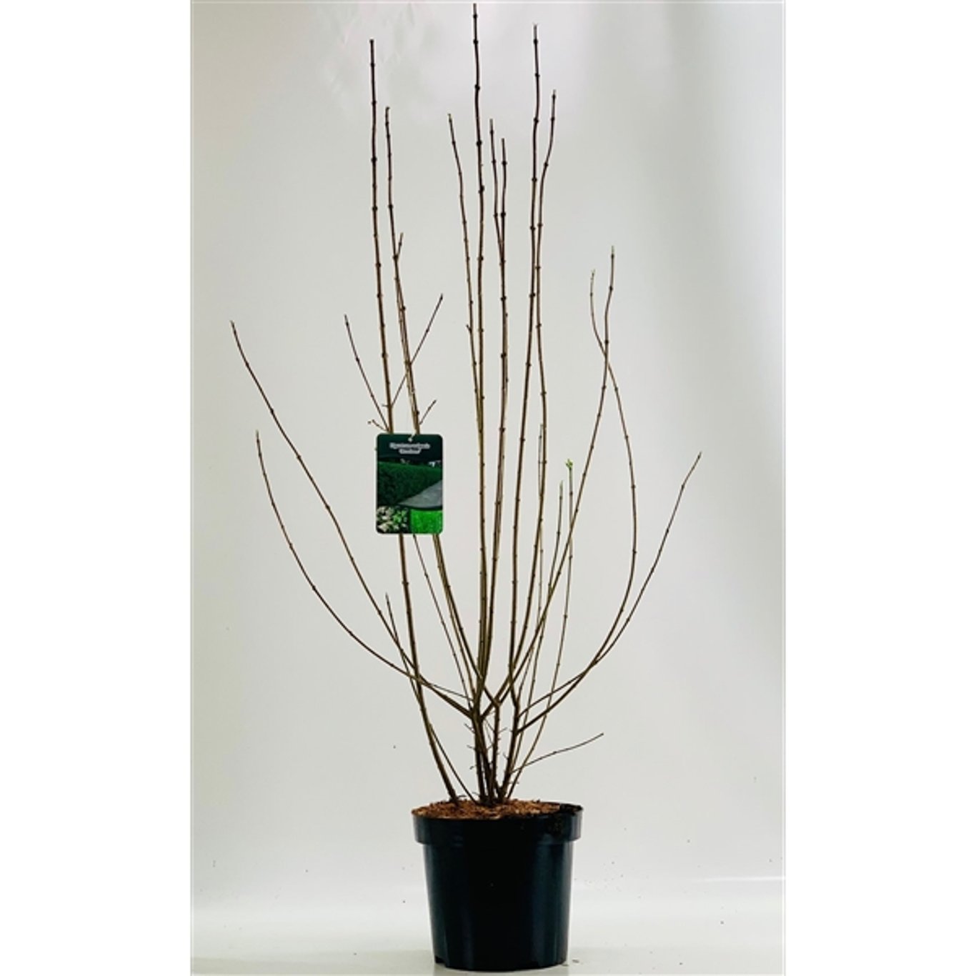 Liguster – Ligustrum vulgare 'Atrovirens' - C15 80-100 CM